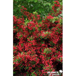 Weigela red prince c10 kit pdp - SILENCE ÇA POUSSE 