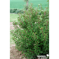 Prunus lusi.brenelia cov c 7 kit pdp - SILENCE ÇA POUSSE 