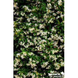 TRACHELOSPERMUM jasminoides PALIS C4L - SILENCE ÇA POUSSE 