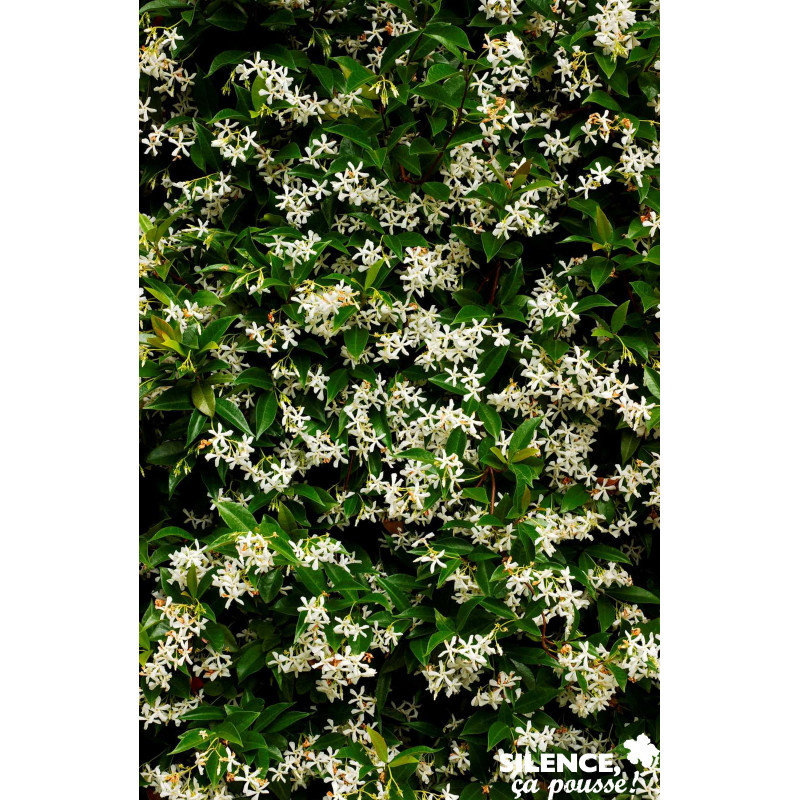 TRACHELOSPERMUM jasminoides PALIS C4L - SILENCE ÇA POUSSE 