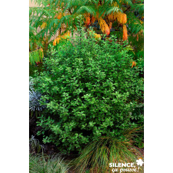 PITTOSPORUM tenuifolium Emerald Dome® C15L - SILENCE ÇA POUSSE 