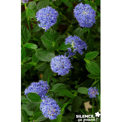 CEANOTHUS skylark C4.5L - SILENCE ÇA POUSSE 