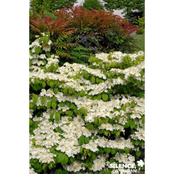 VIBURNUM plicatum Mariesii Great Star® C4.5L - SILENCE ÇA POUSSE 