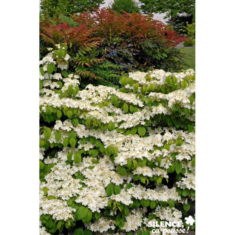 VIBURNUM plicatum Mariesii Great Star® C4.5L - SILENCE ÇA POUSSE 