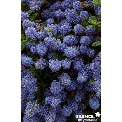 CEANOTHUS concha C4.5L - SILENCE ÇA POUSSE 