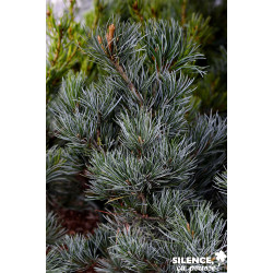 PINUS parviflora Negeski C10L - SILENCE ÇA POUSSE 