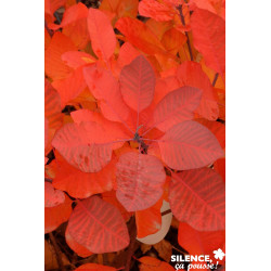 COTINUS grace Halloween C4.5L - SILENCE ÇA POUSSE 