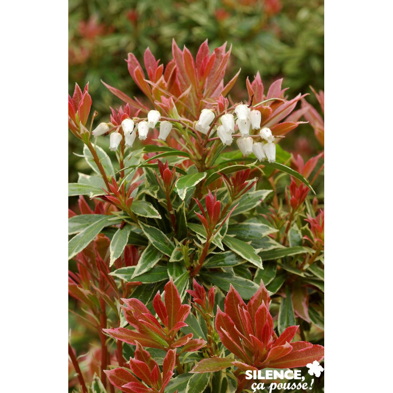 Pieris J Little Heath Variegat C 4 5 Tb Silence Ca Pousse Desjardins Fr