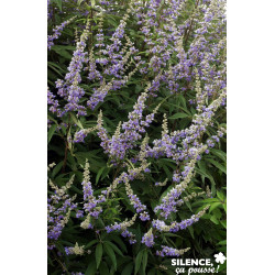 VITEX agnus Castus F Latifolia C4.5L - SILENCE ÇA POUSSE 