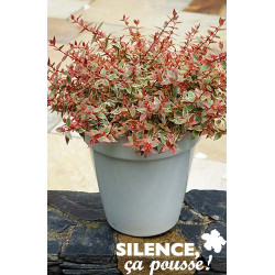 ABELIA tricolor Charm® TFE C4.5L - SILENCE ÇA POUSSE 