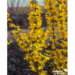 FORSYTHIA intermedia Week End® C4.5L - SILENCE ÇA POUSSE 