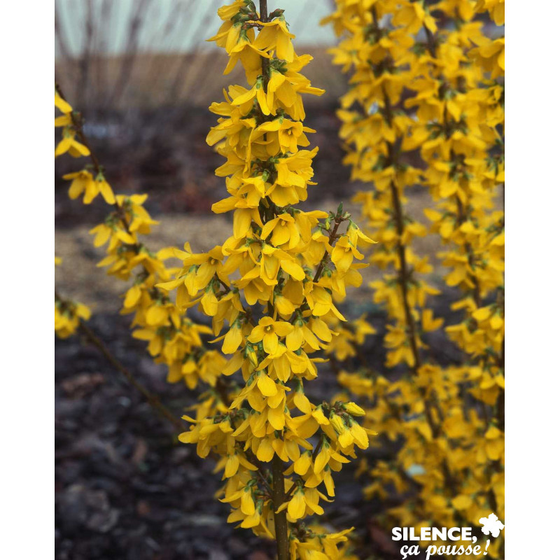 FORSYTHIA intermedia Week End® C4.5L - SILENCE ÇA POUSSE 