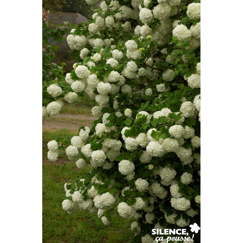 VIBURNUM opulus Roseum Vt C4.5L - SILENCE ÇA POUSSE 