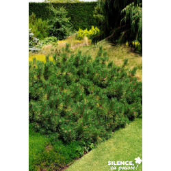 PINUS leucodermis Compacta Gem GREF C4.5L - SILENCE ÇA POUSSE 