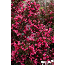 WEIGELA florida Alexandra C4.5L - SILENCE ÇA POUSSE 