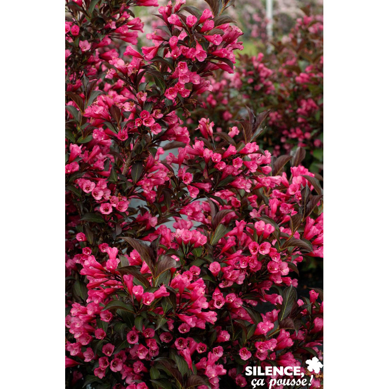 WEIGELA florida Alexandra C4.5L - SILENCE ÇA POUSSE 