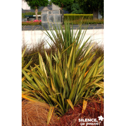 PHORMIUM apricot Queen TFE C4.5L - SILENCE ÇA POUSSE 