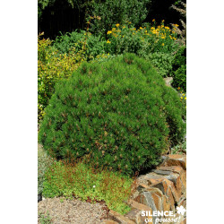 PINUS mugo Sherwood Compact C4.5L - SILENCE ÇA POUSSE 