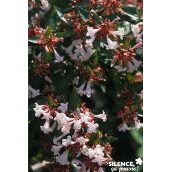 ABELIA grandiflora Semperflorens C4.5L - SILENCE ÇA POUSSE 