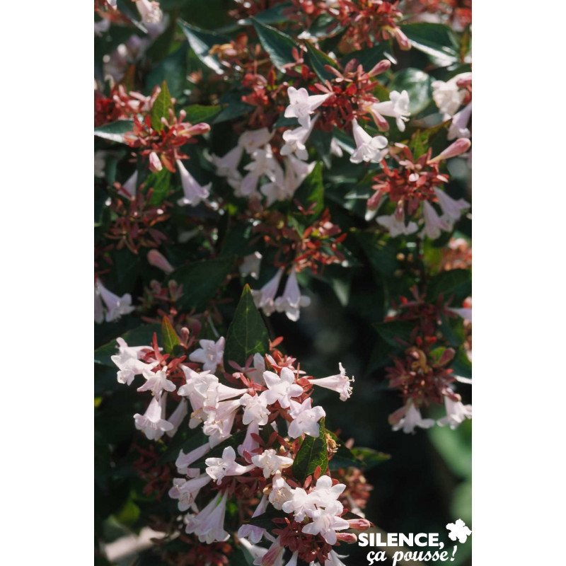 ABELIA grandiflora Semperflorens C4.5L - SILENCE ÇA POUSSE 