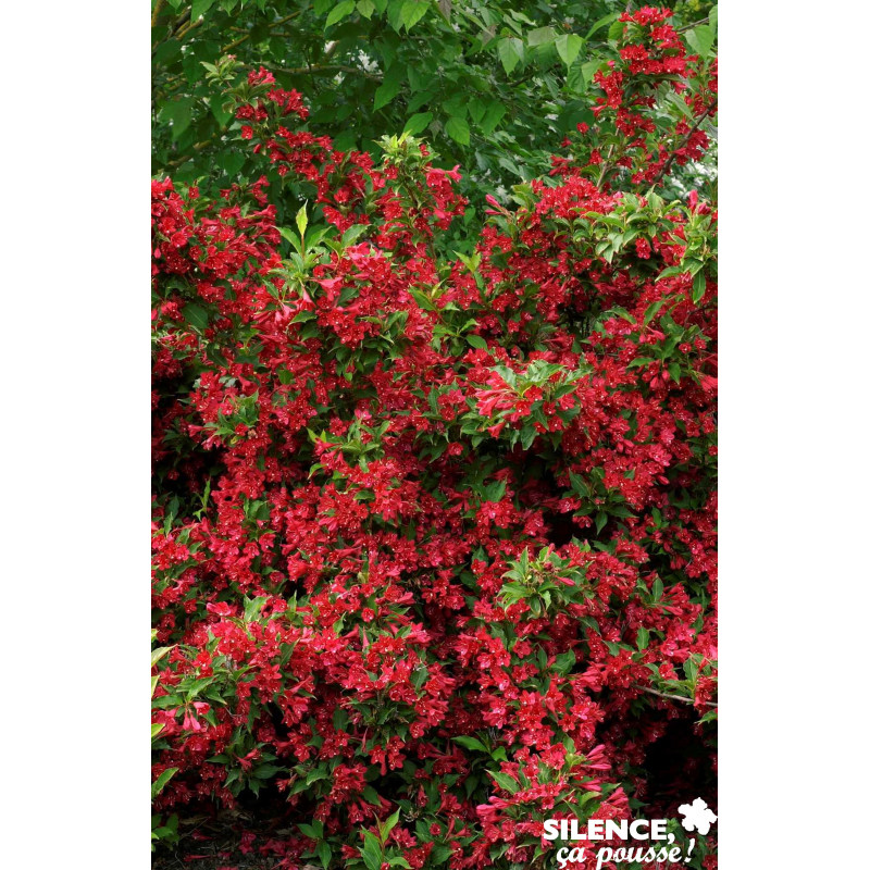 WEIGELA red Prince C4.5L - SILENCE ÇA POUSSE 