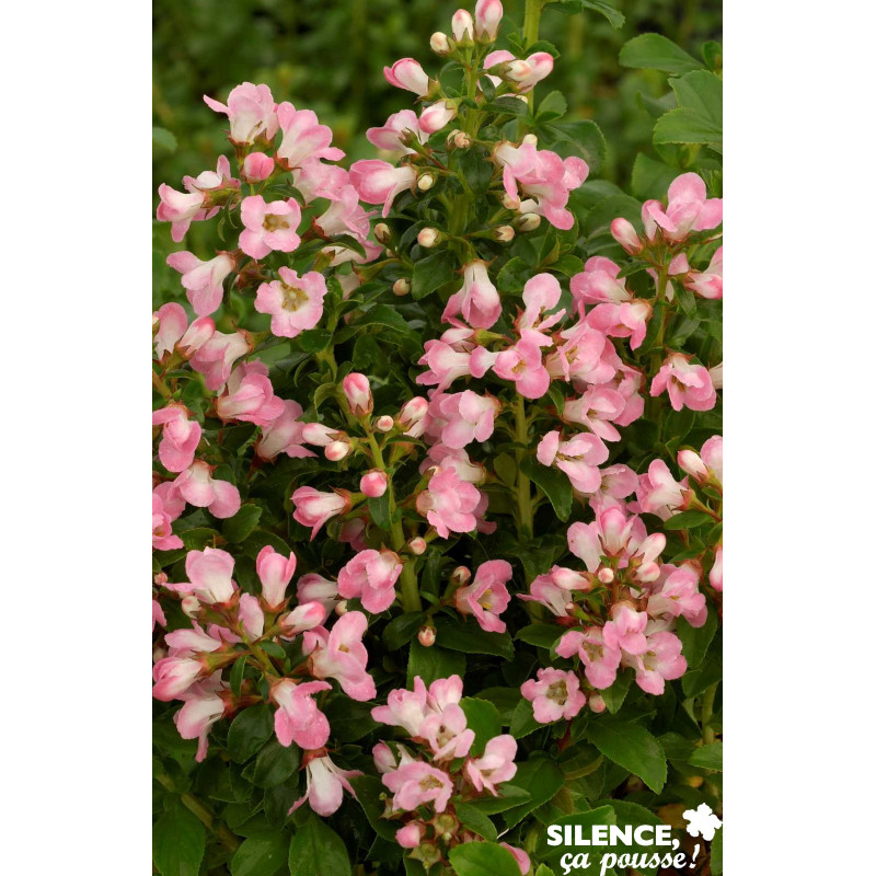 ESCALLONIA apple Blossom C4.5L - SILENCE ÇA POUSSE 