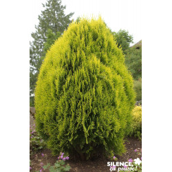 THUJA orientalis Aurea Nana C2L-DECO - SILENCE ÇA POUSSE 