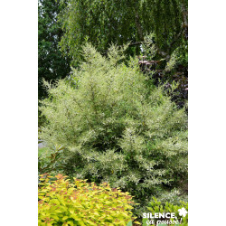 LIGUSTRUM ibota Musli® TFE C4.5L - SILENCE ÇA POUSSE