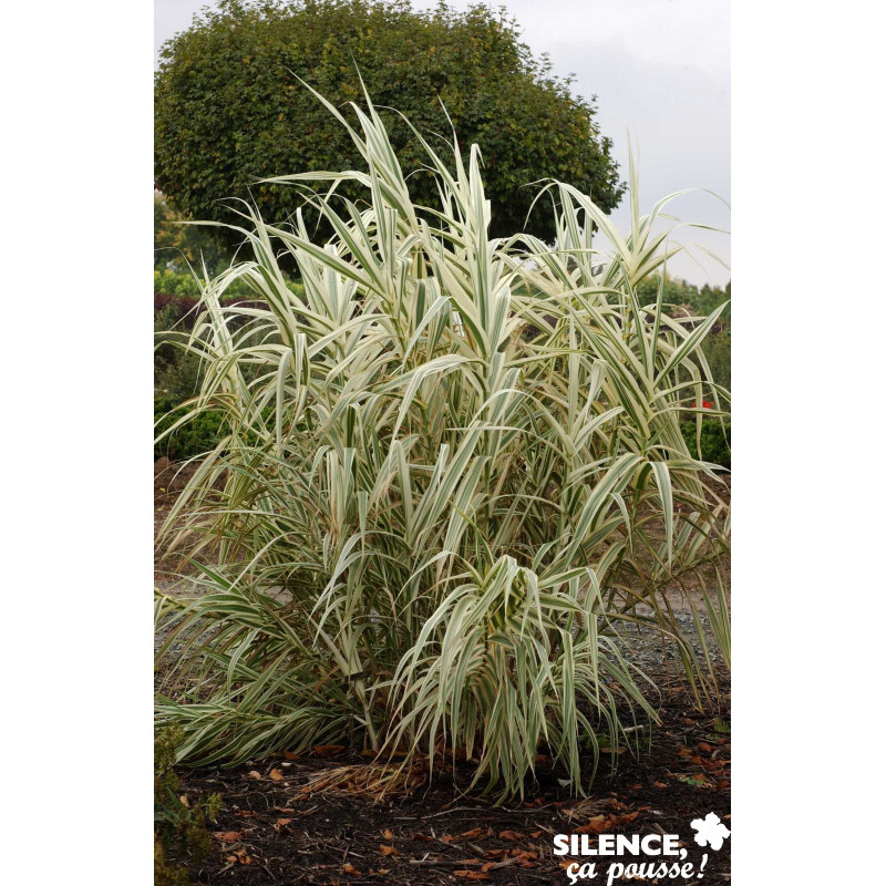 ARUNDO donax Variegata TFE C4.5L - SILENCE ÇA POUSSE 