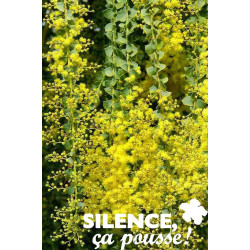 ACACIA pravissima TG 60/80 C4.5L - SILENCE ÇA POUSSE 