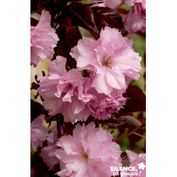 PRUNUS royal Burgundy TG H200 C25L - SILENCE ÇA POUSSE 