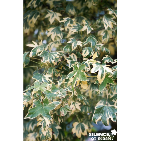 LIQUIDAMBAR styraciflua Albomarginata Manon BALI SILENCE ÇA POUSSE