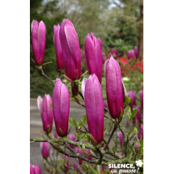 MAGNOLIA liliflora Nigra TFE C10L - SILENCE ÇA POUSSE 