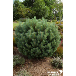 PINUS sylvestris Watereri GREF C4.5L - SILENCE ÇA POUSSE 