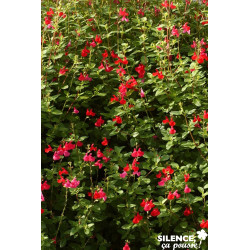 SALVIA grahamii TFE C4.5L - SILENCE ÇA POUSSE 