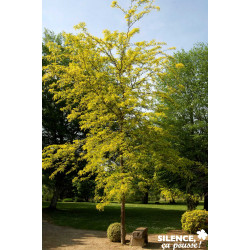 GLEDITSIA triacanthos 'Sunburst' C15L - SILENCE ÇA POUSSE 