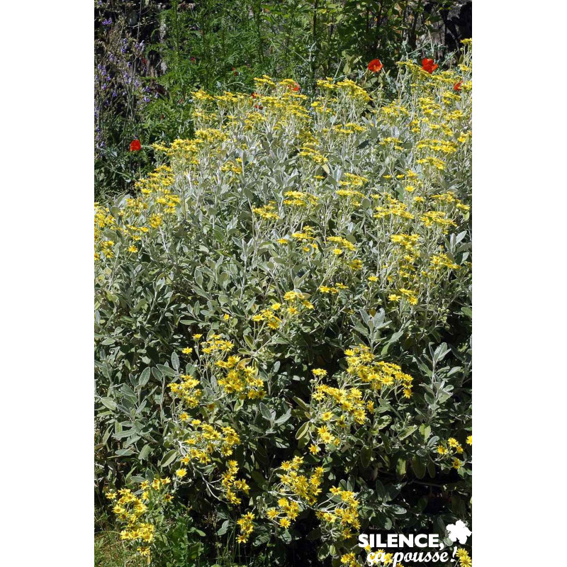 SENECIO compacta Drysdale TFE C4.5L - SILENCE ÇA POUSSE 