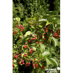 MALUS red Jewel QUEN C10L - SILENCE ÇA POUSSE 