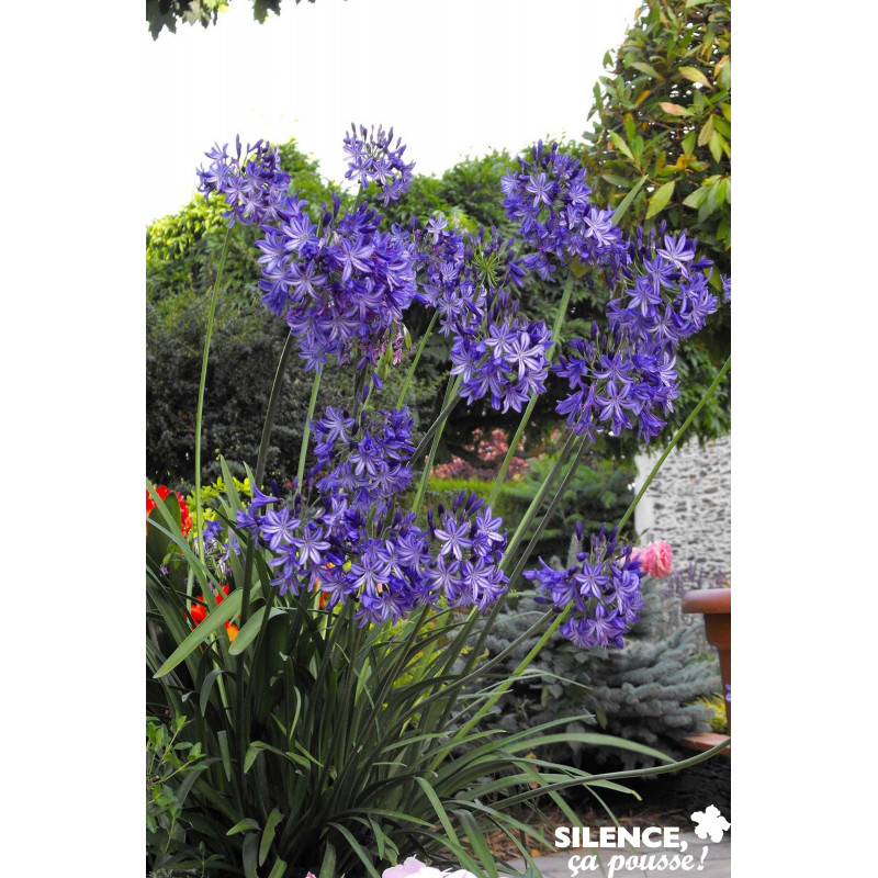 AGAPANTHUS northern Star C2L - SILENCE ÇA POUSSE 