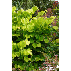 CERCIS canadensis Hearts Of Gold TFE C10L - SILENCE ÇA POUSSE 