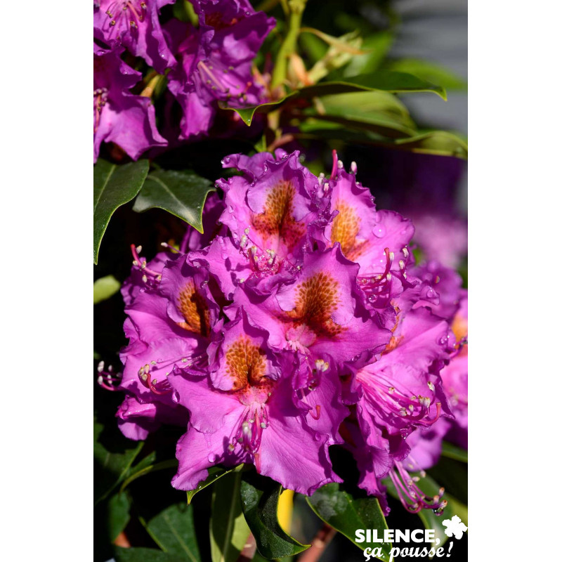 RHODODENDRON x Red Eye C7L - SILENCE ÇA POUSSE 