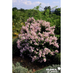 SYRINGA josee TFE C4.5L - SILENCE ÇA POUSSE 