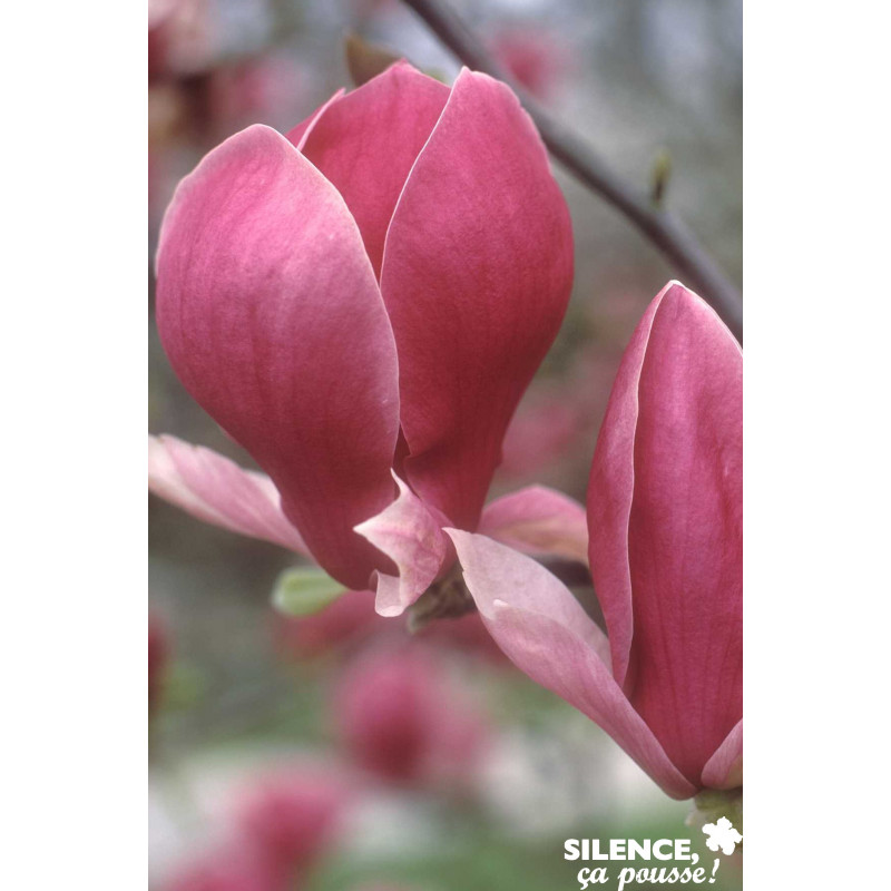 MAGNOLIA soulangeana Rustica Rubra TFE C15L - SILENCE ÇA POUSSE 