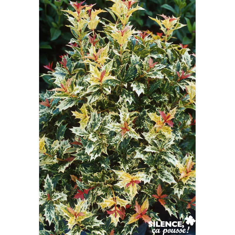 OSMANTHUS heterophyllus Tricolor TFE C4.5L - SILENCE ÇA POUSSE 