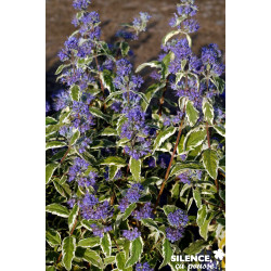 CARYOPTERIS clandonensis White Surprise COV TFE  - SILENCE ÇA POUSSE 