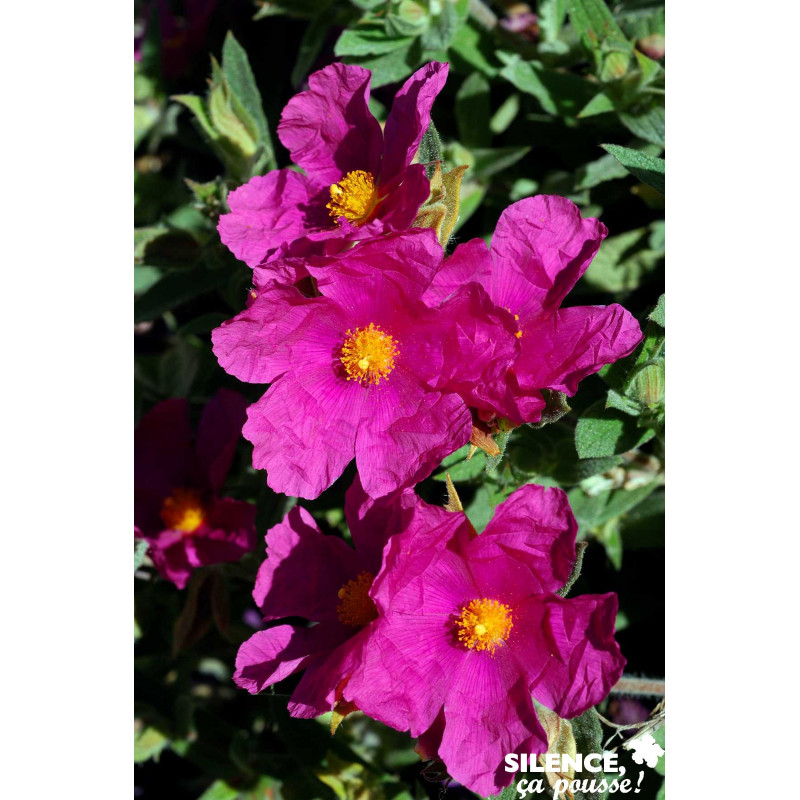 CISTUS pulverulentus Sunset TFE C4.5L - SILENCE ÇA POUSSE 