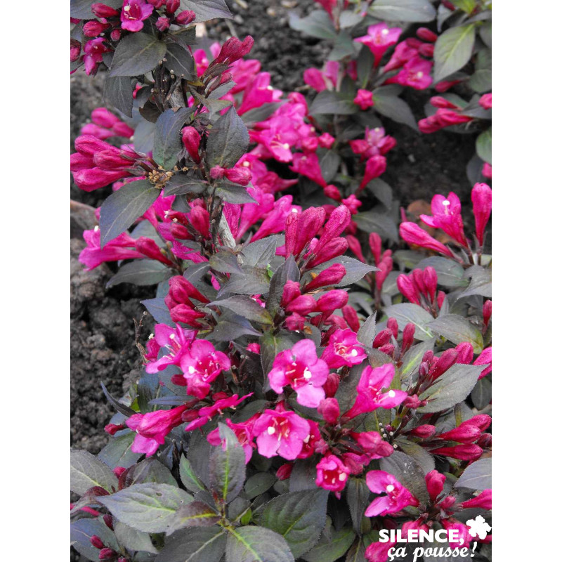 WEIGELA florida Minor Black TFE C4.5L SILENCE ÇA POUSSE Desjardins.fr