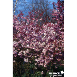 PRUNUS subhirtella Autumnalis Rosea TFE C10L - SILENCE ÇA POUSSE 