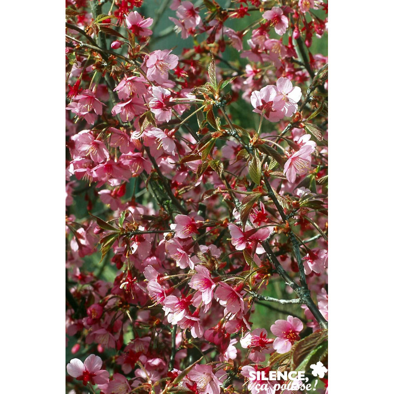 PRUNUS okame TFE C4.5L - SILENCE ÇA POUSSE 