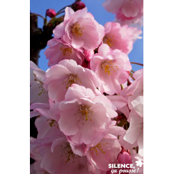 PRUNUS accolade TFE C4.5L - SILENCE ÇA POUSSE 